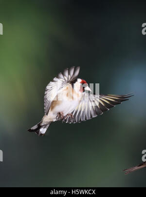 Cardellino, Carduelis carduelis, battenti Foto Stock