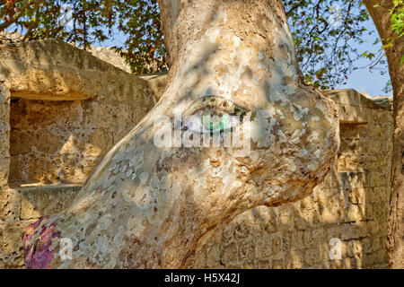 Decorate albero sulla parte interna dei bastioni di Rodi fortificata città vecchia, Rodi, Grecia Foto Stock
