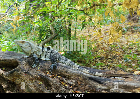 Maschio nero spinoso-tailed iguana (Ctenosaura similis). Palo Verde National Park, Guanacaste in Costa Rica. Foto Stock