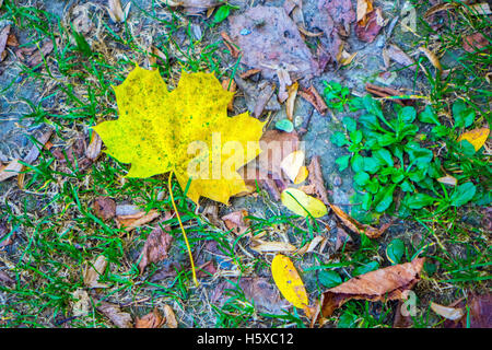 Platano giallo foglia sul terreno, segni di autunno Foto Stock