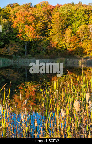 Colori d'Autunno alberi riflessa su tifa rivestito di stagno di serpente sul sentiero Shaverton vicino a Andes nelle Catskills Mountains montagne di NY Foto Stock