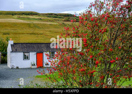 Tipica bella bianca cottage sull'Isola di Skye in Scozia con un rowan albero carico di frutti di bosco nella parte anteriore. Foto Stock