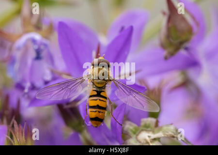La marmellata di arance hoverfly, Episyrphus balteatus, nettare di alimentazione su un imporpori fiore campanula Campanula. La marmellata di arance hoverflies può essere fo Foto Stock