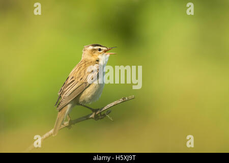 Primo piano di una Sedge Trillo bird, Acrocephalus schoenobaenus, cantando per attirare una femmina durante la stagione riproduttiva in primavera Foto Stock