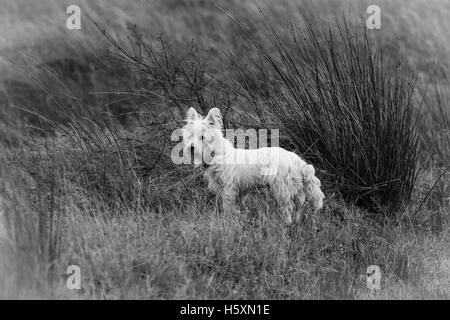 Un anno vecchio Westie all'aperto di conversione in bianco e nero Foto Stock