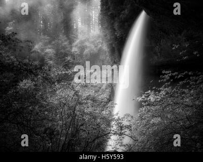 Centro Nord cade in primavera con la nebbia, Silver Falls State Park, Oregon Foto Stock