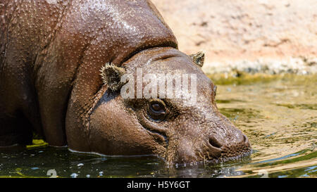 Comune (Ippopotamo Hippopotamus amphibius) in Africa Foto Stock