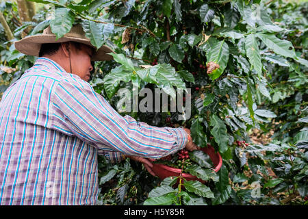 Un coltivatore di caffè picking Arabica il suo raccolto sul Bolaven Plateau in Laos del sud, sud-est asiatico. Foto Stock