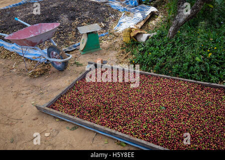 I chicchi di caffè di essiccazione al sole sul lato della strada a Bolaven Plateau, Repubblica popolare democratica del Laos Foto Stock