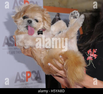 Los Angeles, CA, Stati Uniti d'America. Xx oct, 2016. Marnie il cane. Beneficio ASPCA tenutosi presso una residenza privata. Photo credit: Birdie Thompson/AdMedia Credito: Birdie Thompson/AdMedia/ZUMA filo/Alamy Live News Foto Stock