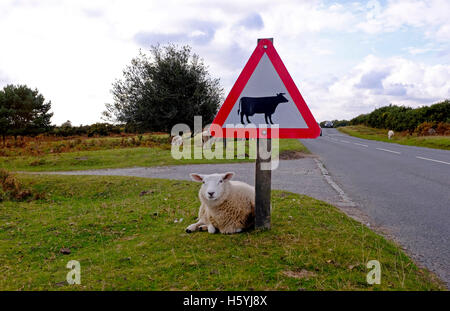 Ashdown Forest Sussex, Regno Unito. 22 ottobre, 2016. Una pecora si appoggia da un incrocio di bestiame cartello stradale nella bellissima autunno Meteo nell'Ashdown Forest Sussex oggi Credito: Simon Dack/Alamy Live News Foto Stock