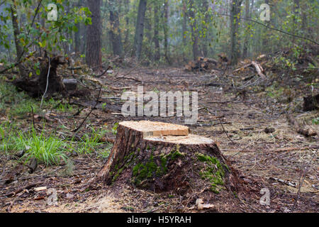 Moncone di pino, risultato di abbattimento di alberi. In totale la deforestazione, foresta di taglio Foto Stock