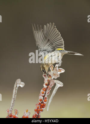 Giallo-rumped trillo (Dendroica coronata), Adulto appollaiato sul ramo ghiacciato mangiare Yaupon Holly (Ilex vomitoria) Bacche, Texas Foto Stock