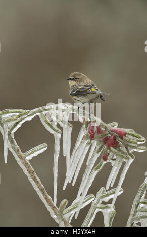 Giallo-rumped trillo (Dendroica coronata), Adulto appollaiato sul ramo ghiacciato di Natale cholla, Texas Foto Stock