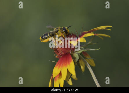 Leafcutter bee, solitaria api (Megachile sp.), Adulto alimentazione su Indian Blanket, ruota di fuoco (Gaillardia pulchella), Texas, Stati Uniti d'America Foto Stock