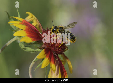 Leafcutter bee, solitaria api (Megachile sp.), Adulto alimentazione su Indian Blanket, ruota di fuoco (Gaillardia pulchella), Texas, Stati Uniti d'America Foto Stock