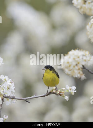 Minor Cardellino (Carduelis psaltria), maschio appollaiato sul messicano di fioritura e prugna (prunus mexicana) , Hill Country, Texas, Stati Uniti d'America Foto Stock