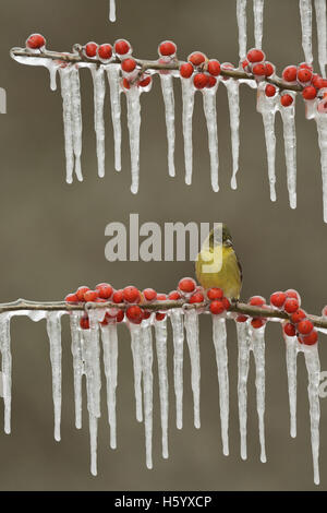 Minor Cardellino (Carduelis psaltria), femmina adulta appollaiato sul ramo ghiacciato di opossum Haw Holly (leccio decidua) ,Texas Foto Stock