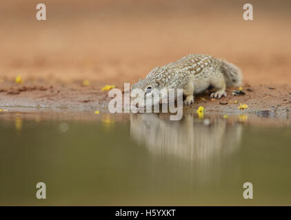 Terra messicana scoiattolo (Spermophilus mexicanus), Adulto bevendo al laghetto, South Texas, Stati Uniti d'America Foto Stock