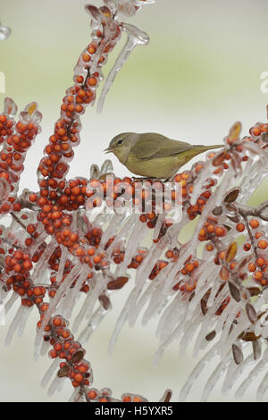 Arancio-incoronato trillo (Vermivora celata), Adulto appollaiato sul ramo ghiacciato di Yaupon Holly (Ilex vomitoria) con bacche di conteggio in salita Foto Stock