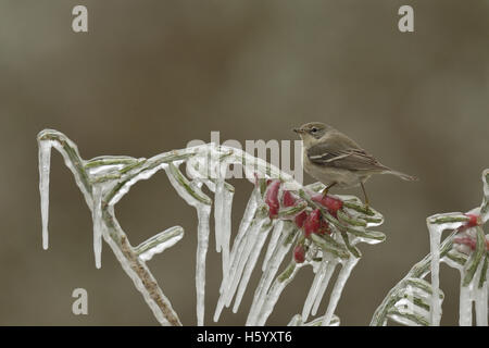 Trillo di pino (pinus Dendroica), femmina immaturi appollaiato sul ramo ghiacciato di Natale (cholla Cylindropuntia leptocaulis), Texas Foto Stock