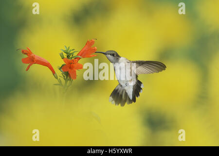 Ruby-throated Hummingbird (archilochus colubris), femmina in volo su alimentazione Cape caprifoglio (Tecoma capensis) fiore, Texas Foto Stock
