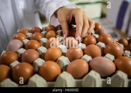 La sezione centrale del personale femminile esaminare l'uovo Foto Stock