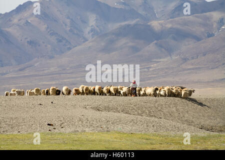 Uomo tibetano che pastora pecore. Tibet, Cina. Foto Stock