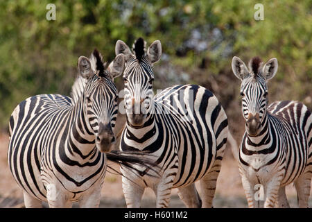 La Burchell zebre o pianure Zebra, Chobe National Park, Botswana, Africa Foto Stock