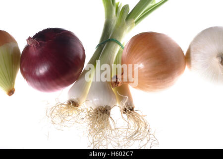 Le cipolle rosse (Allium cepa), cipolle bianche (Allium cepa), cipolline (Allium fistulosum), gli scalogni Foto Stock