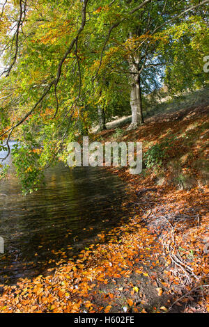 Fagus sylvatica. Faggi e il lago in autunno. Regno Unito Foto Stock