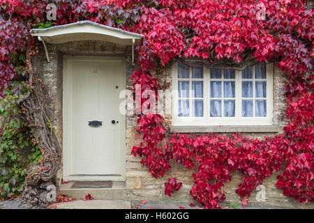 Parthenocissus tricuspidata. Boston Ivy / superriduttore giapponese che copre un cottage a Coln St Aldwyns. Cotswolds, Gloucestershire, Regno Unito Foto Stock