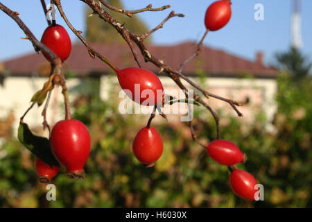 Wild Rose hip arbusto in natura Foto Stock