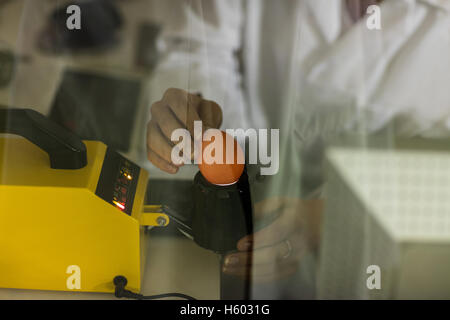La sezione centrale del personale femminile esaminare uovo su digitale monitor uovo Foto Stock