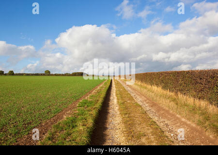 Un viaggio panoramico in calcare la pista tra la pianticella di colture di cereali e tagliate le siepi di biancospino in su la Yorkshire wolds in autunno. Foto Stock