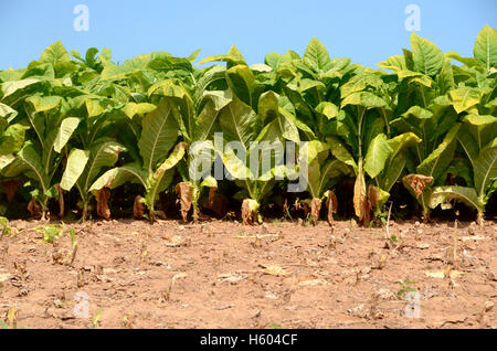 Le piante di tabacco che cresce in un campo di essiccato terra bruna in Lancaster County, Pennsylvania Foto Stock