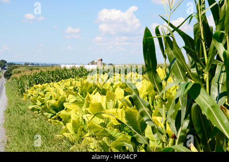 Coltivazioni di tabacco e granturco dolce cresce nei campi in una fattoria Amish in Lancaster County, Pennsylvania Foto Stock