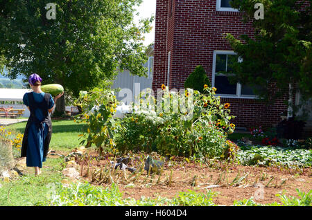 Una donna Amish di raccolta acqua di un melone in Lancaster County, Pennsylvania Foto Stock