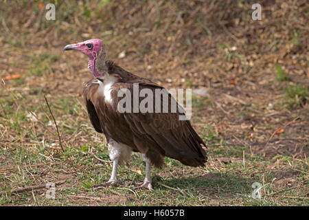 Un avvoltoio incappucciati Necrosyrtes monachus ora in pericolo critico Masai Mara Kenya Foto Stock