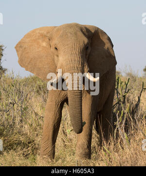 Elefante africano Loxodonta africana di Laikipia deserto Nanyuki Kenya Foto Stock