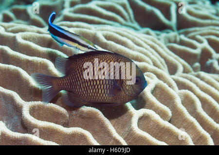 Dascyllus reticolato (Dascyllus reticulatus) con wrasse (Labroides dimidiatus). Rinca, Indonesia. Foto Stock