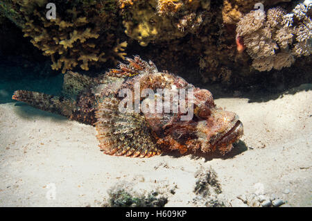 Barbuto scorfani (Scorpaenopsis barbatus). Egitto, Mar Rosso. Foto Stock