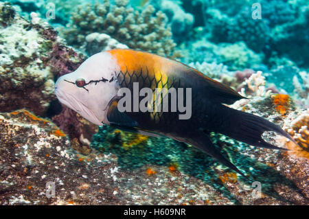 Slingjaw wrasse [Epibulus insidiator], maschio. Egitto, Mar Rosso. Foto Stock