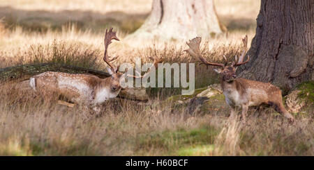 Daino Dama Dama coppia di bucks cercando in ombra, preso la mattina presto durante il solco a Petworth ,West Sussex England Foto Stock