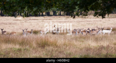 Daino Dama Dama visualizzazione ampia, bucks e cerve, preso la mattina presto durante il solco a Petworth ,West Sussex England nel mese di ottobre Foto Stock