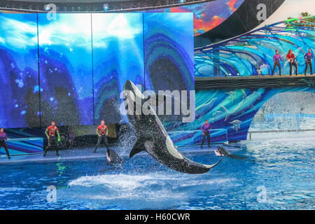 Killer Whale jumping Foto Stock