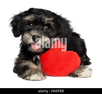 Amante Valentine Havanese cucciolo di cane con un cuore rosso Foto Stock