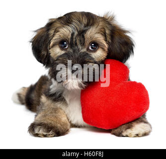 Carino amante valentine havanese cucciolo di cane con un cuore rosso Foto Stock