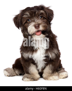 Bella sorridente chocholate havanese cucciolo di cane Foto Stock