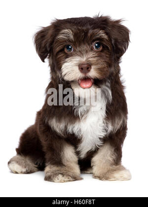 Bella sorridente chocholate havanese cucciolo di cane Foto Stock